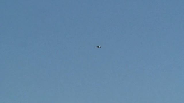 White winged black tern.m2ts