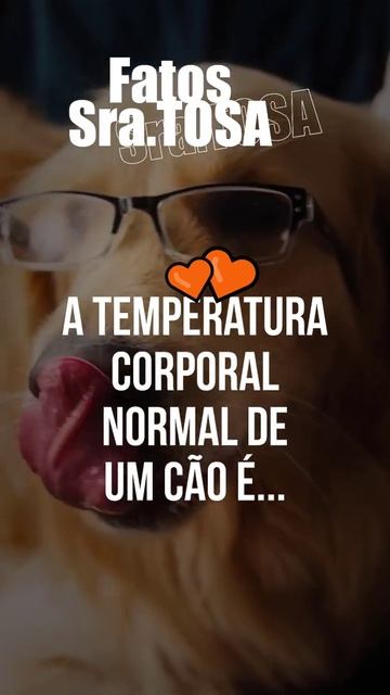 A temperatura corporal normal de um cão. Você sabia?