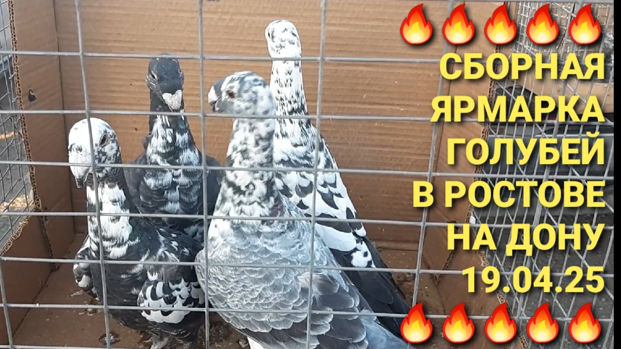 🔥🔥🔥 19.04.25. Сборная ярмарка голубей в Ростове на Дону. Pigeons Fair. Bird Market.