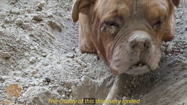 A Guy Was Walking His Dog, Suddenly He Saw a Dog Buried Alive!