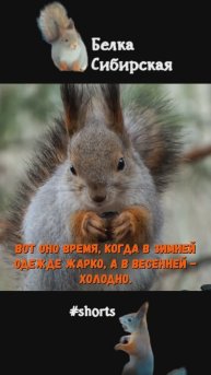 Белка еще в зимней шубке