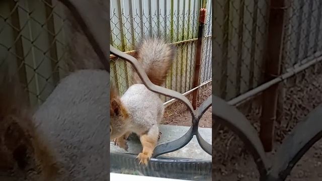 Белочкин первый день на съёмочной площадке