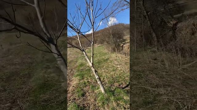 Грецкий орех , 9 років без врожаю