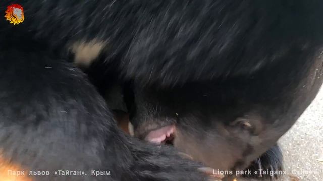 Медвежонок забирает тыкву у мамы. Тайган.  Himalayan bears acquaintance with a Pumpkin))) Taigan.