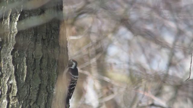 Lesser Spotted Woodpecker, Picoides minor in Sussex