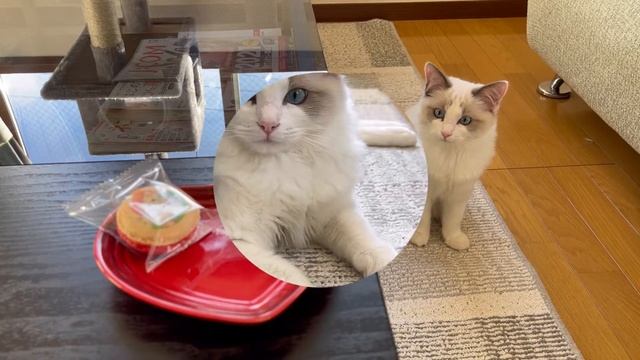 Macarons with Ragdoll cat design???【Marshmallow’s Diary@ Tokyo, Japan. Ragdoll cat】