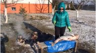 Огромная рыба толстолобик и наша умная кошка