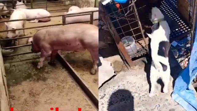 Pig Boar #pig #piggy #piglet #animals #bull #streetdogchannel #funny #monkey #dunstreetdogcare #boa
