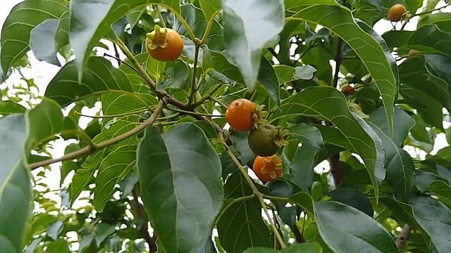 Guabira o guabiroba naranja