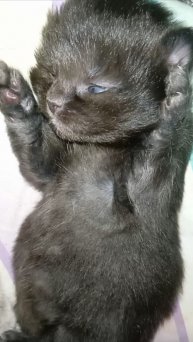 Мой милый чёрный котёнок, возможно, девочка, 12 дней #cat #short #котики #питомцы