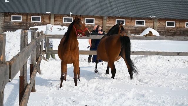 Две арабские кобылы на продажу, мать и дочь. Информация в описании.