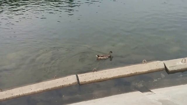 Забавная утка