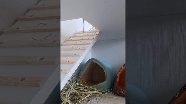 обзор на стелаж для Аси и Жози🐹🏠