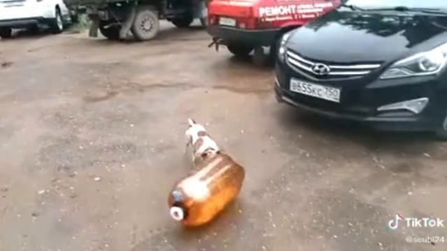 вот что происходит когда кега зарывается рядом собаками. собака повторяет смерть афтона
