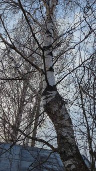 Берёзовый сок, 19.04.25г.