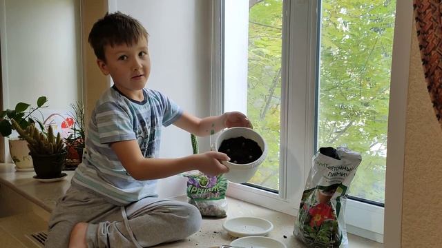 Выращиваем дубы в домашних условиях