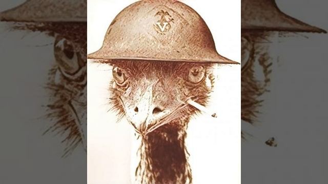 BONUS: Bat Minute Returns - Minute 39 Outtake: The Great Emu War