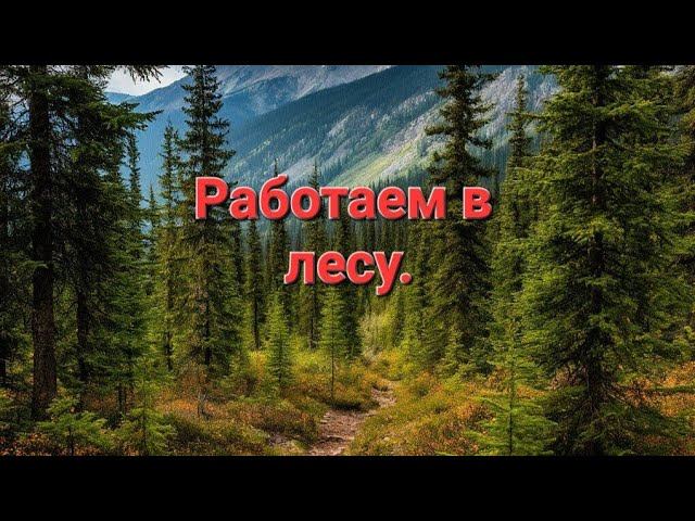 СБОР ЧАГИ. НА КАРАКАТЕ В ЛЕС ЗА ЧАГОЙ.