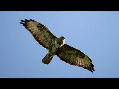 Обзор объектива Sigma 150-600 Contemporary