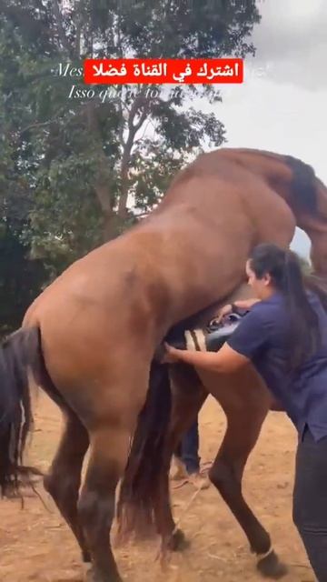 How to take sperm from a horse