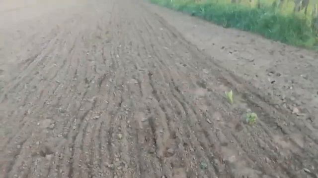 Вирощуємо картоплю повний цикл робіт від оранки до збирання урожаю