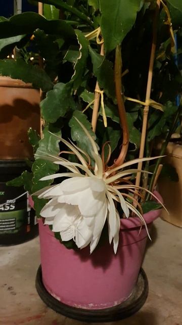 Epiphyllum oxypétalum " Queen of the night"🌱🌱💮🌱🌱🌱🌃