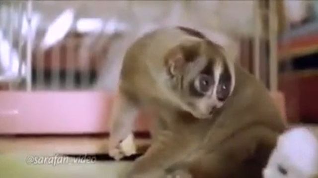 Милаха