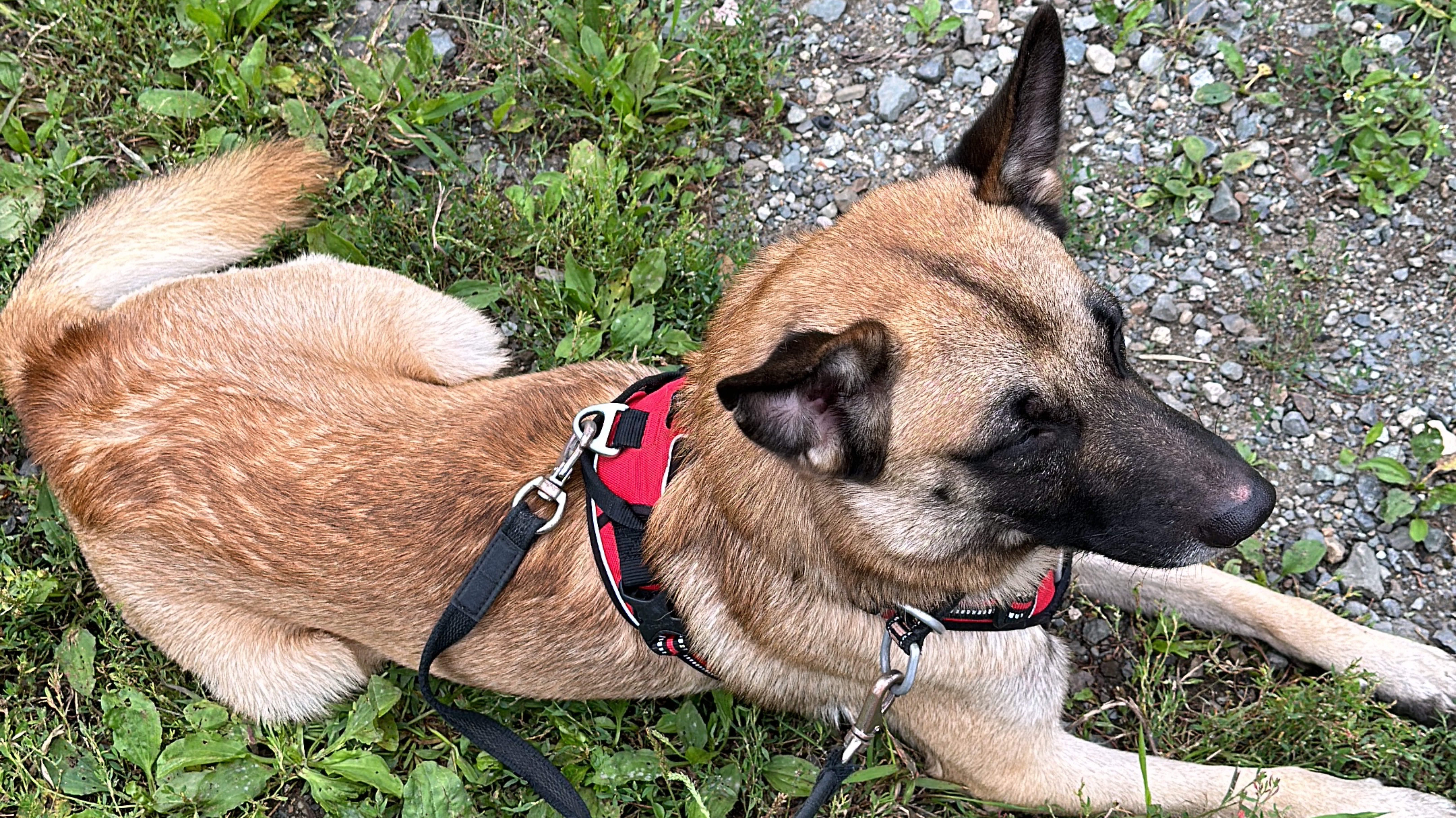 Как Ричард пришел к нам в семью ❤️🐕