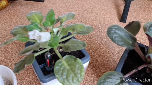 Влог. Готовлю салат, рецепт. 🥗Пересаживаю фиалки🌸(архив)