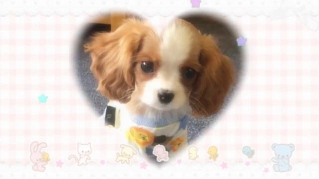 🥛🥞  cute  littl  puppy !!  ты  словно  щеночек  саб