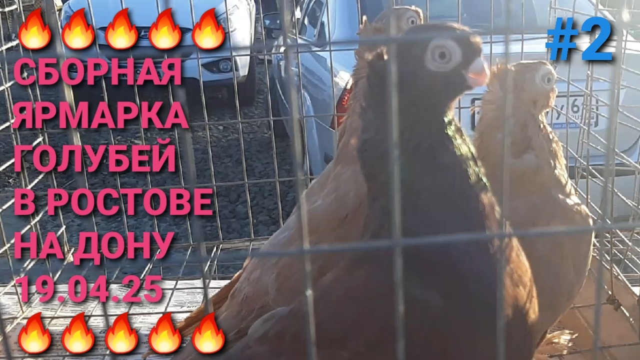 🔥🔥🔥 Сборная ярмарка голубей в Ростове на Дону 19.04.25. Часть 2. Pigeons Fair.  Bird Market.