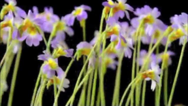 Pinguicula primuliflora carousel