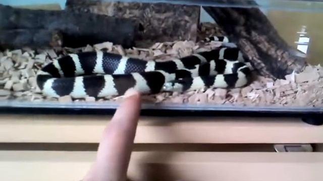 Lampros peltis californa