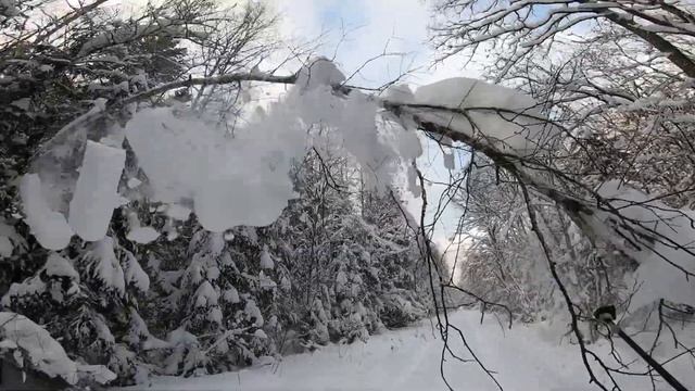 Прогулку на лыжах на кормушку. Шок нарвался на стадо кабанов#бушкрафт #бэккантрийныелыжи
