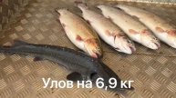 Осетрово-форелевый улов