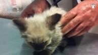 How One Woman's Act of Kindness Changed the Life of a Dirty, Lost Kitten