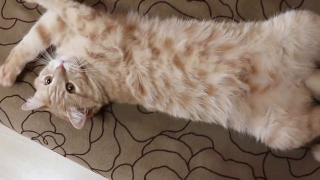 Игривый котик не дает потрогать свое пузико #shorts #funnycats
