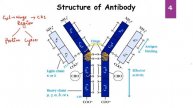 Structure of Antibody_Eng | M.Sc./Ph.D entrance | B.Sc./M.Sc | CSIR | DBT | GATE | JNUEE |