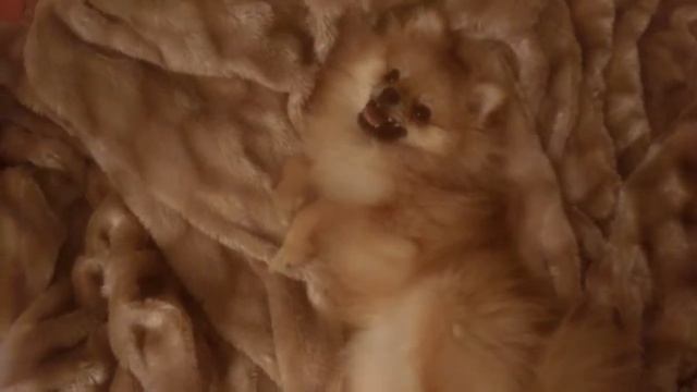 Клип номер 2 пончик туман