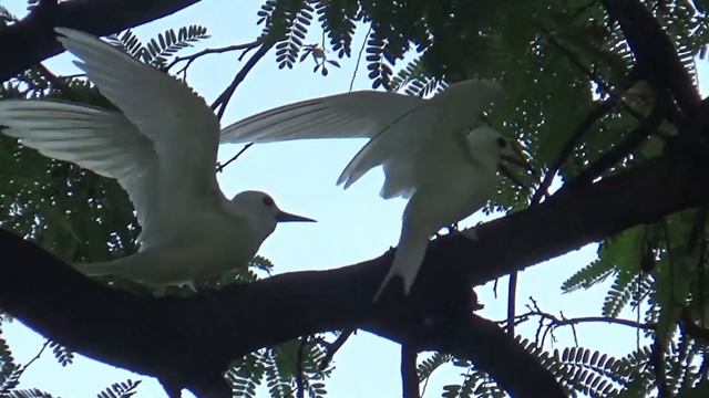 Manu-o-ku (White Fairy Tern)