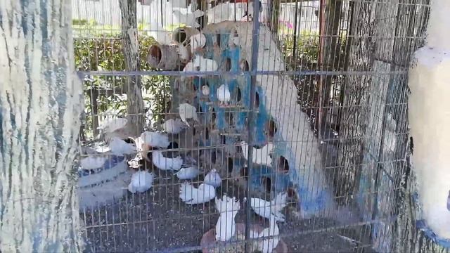 1.10 Monkey. Birds. Zoo. Hotel SEA GULL 4* Hurghada. Хургада, Египет 2018. Зоопарк, птицы, обезьяны