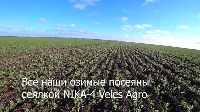 Состояние озимых 2020 г. Пшеница, ячмень, горох