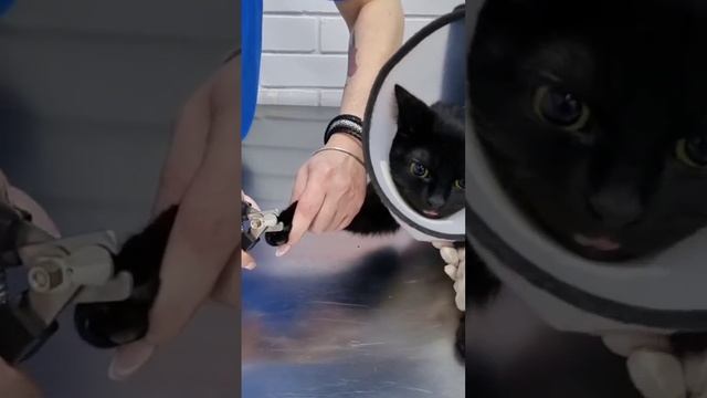 Не важно домашнее или уличное животное - наша помощь нужна всем, тем более тем кто не имеет хозяина