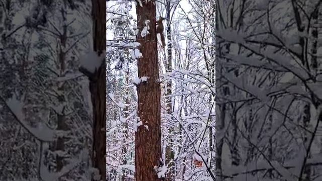 В гостях у белочки. Угощаем белочку орешками. Лакомка. Апрель 2025.