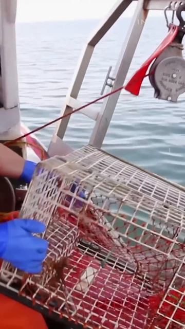 High lobster prices relate to logistics, slow growth, and low meat yield. #Lobster #Seafood #Crab