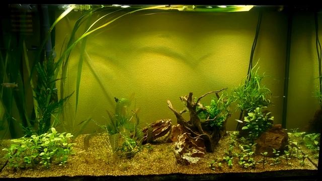 Aquael with killifish
