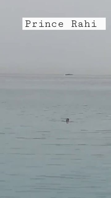 shark 🦈 atteck Egypt swimmer real video record