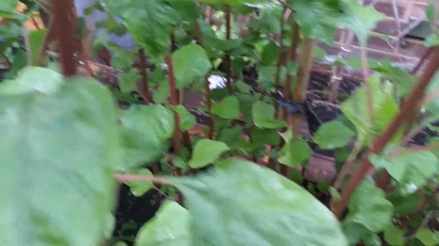 Dorset Naga Morich growing grow dorset chili chillies pepper peppers hot chilli plant plants garden