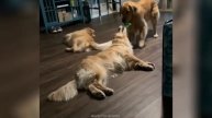 Смешные видео С ЖИВОТНЫМИ 😊 Самые смешные КОШКИ😺 и СОБАКИ🐶