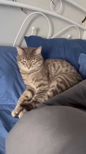 Милый котик 🐱
